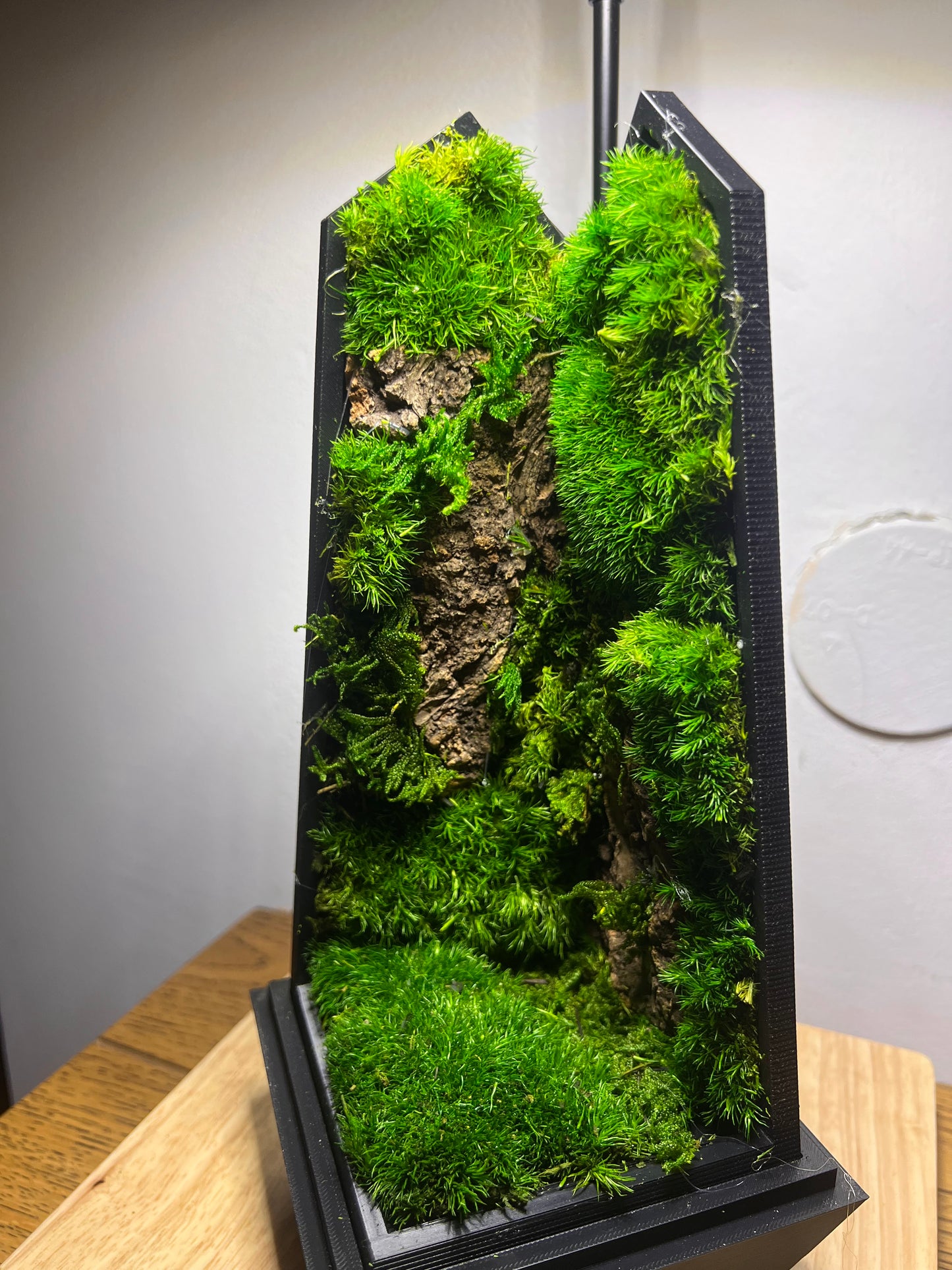 Jungle
