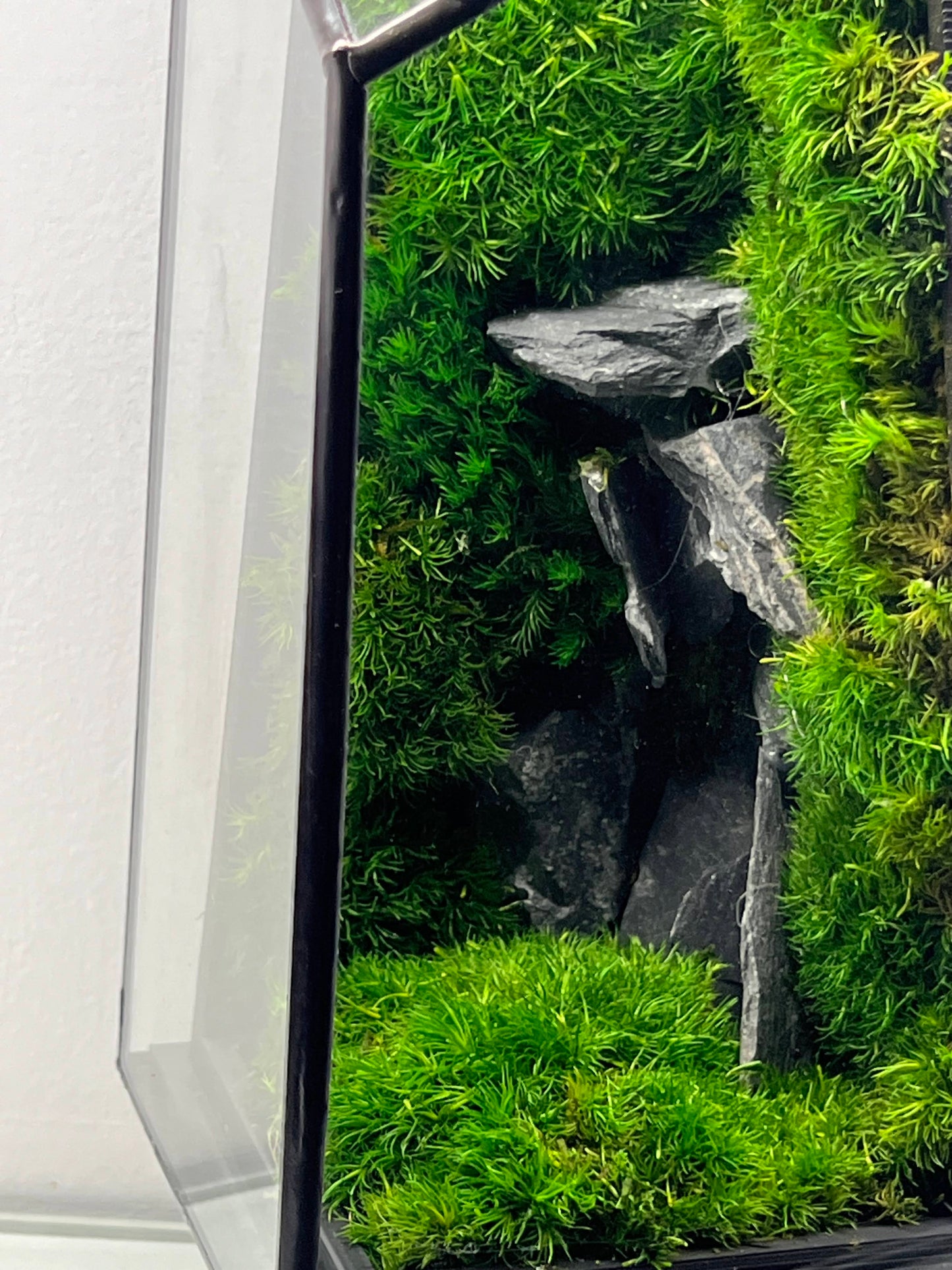 Jungle